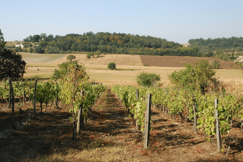 &laquo;&nbsp;Vendanges de la honte&nbsp;&raquo; : ouverture du procès pour traite d&rsquo;êtres humains dans le vignoble de&nbsp;Champagne