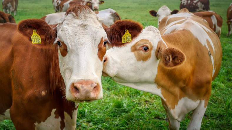 Les agriculteurs français crient à l&rsquo;injustice face aux abattages forcés et à la répression policière qui exacerbent la colère&nbsp;rurale.